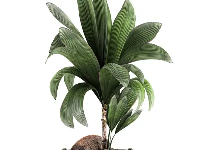 Cocos nucifera for the interior in basket 663 3D model