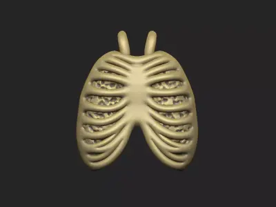 ribcage lung skeleton bone costal anatomy design 3D print model