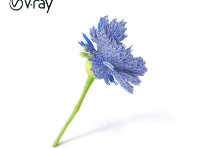 Blue Cornflower Wildflower model pack Low-poly 3D model