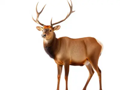 Majestic Stag model pack Low-poly 3D model