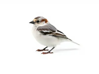 Snow Sparrow Arctic Camouflage Bird Model Low-poly 3D model