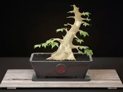 Bonsai Bowl Chi 3D print model