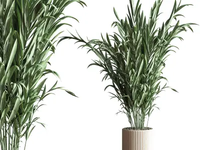 IndoorSetPlant41 two palm plants in pot 3D model