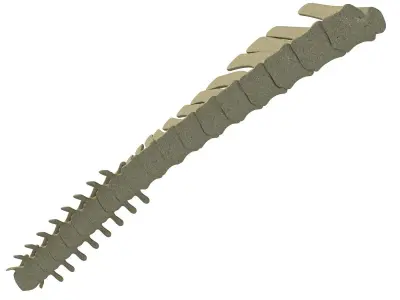 3D Animal Spinal Column 78 3D model