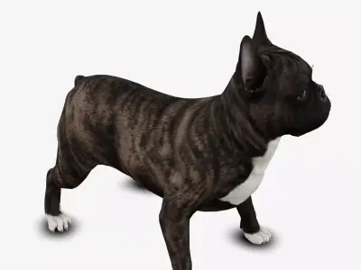 Dog French Bulldog Low-poly 3D model