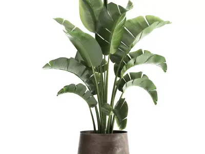Houseplants in a black pot for the interior 916 3D model