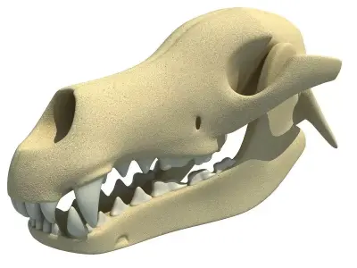 Bones of Dog Skull 3D model