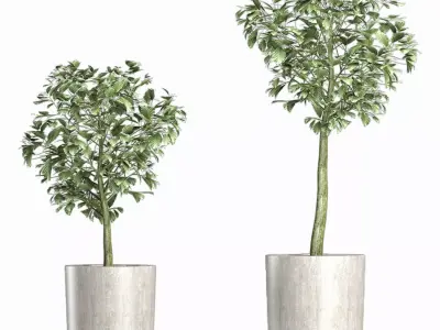 Plants Collection 145 Sageretia Theezans 3D model