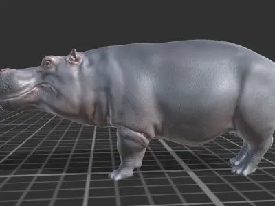 Hippopotamus Low-poly 3D model get