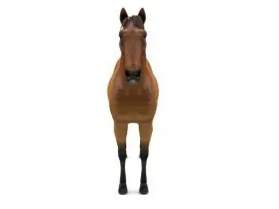 horse 3D model
