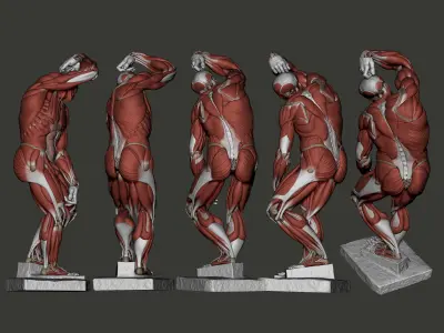 Ecorche Bearded Slave from Michelangelo 3D print model