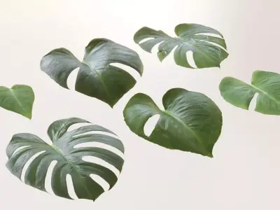 Monstera deliciosa leaves textures and model 3D model