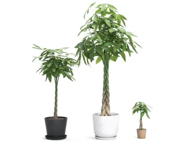 Plant Money Tree - Pachira Aquatica braid style  3D model