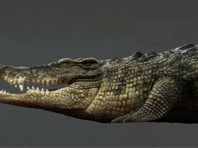 Crocodile ANIMATED 3D model