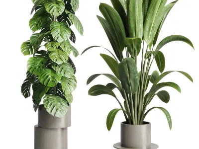 indoor plant cactus ficus rubbery monstera palm concrete dirt 3D model