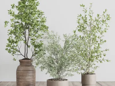 indoor plant set 413 pot tree in a wooden old vase  Low-poly 3D model