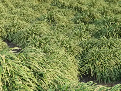 Hakonechloa macra - Japanese forest grass 3D model