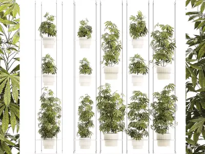 Garden shelf Of Bushes Hemp Marijuana Cannabis 3D model