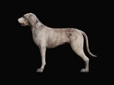 Irish Wolfhound Dog Low-poly 3D model