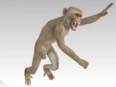 Macaque Low-poly 3D model