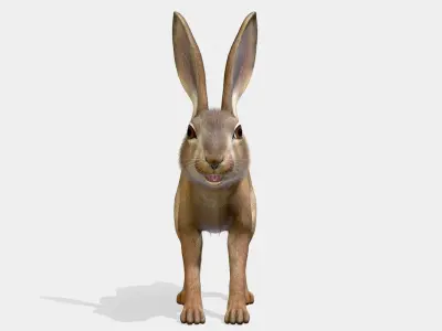 Hare - Young Low-poly 3D model