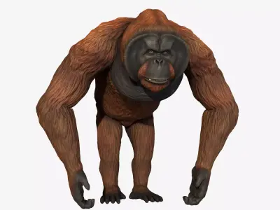 Bornean Orangutan Male Low-poly 3D model