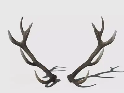 Reed Deer Antlers Scan 3D model