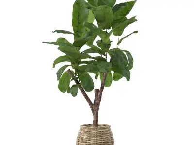Ficus lyrata in modern flower pot 3D model purchase