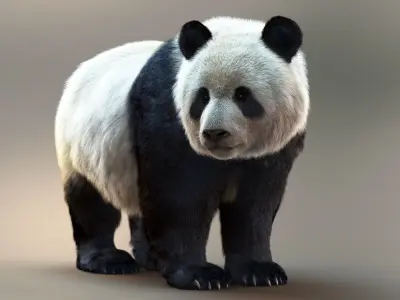 Giant Panda RIG XGEN CORE 3D model
