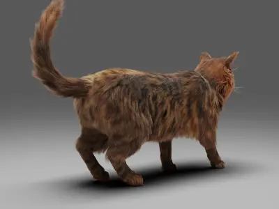 Fur Cat Grey NO Rigged Low-poly 3D model