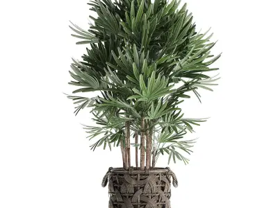 Palm tree Rhapis for the interior in basket 665 3D model