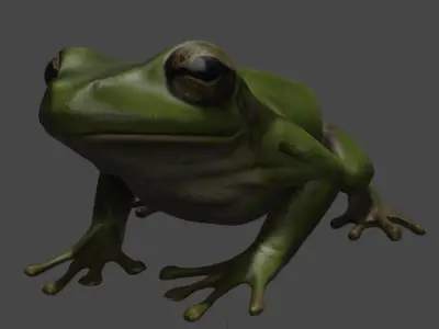 Realistic Frog 3D Model 3D model
