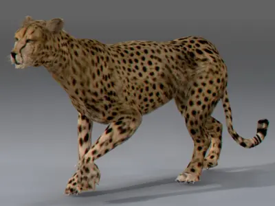 Cheetah 3D model
