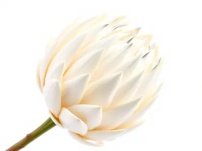 White Protea Snowy Flower Detail model pack Low-poly 3D model