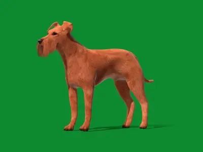 Irish Terrier Dog Low-poly 3D model