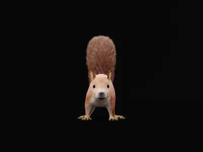 Red Squirrel Low-poly 3D model