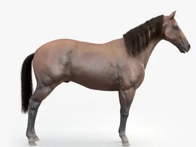 3D Horse RIGGED  FUR Low-poly 3D model