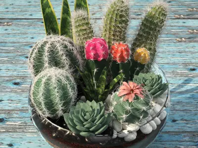 bowl of Cactus collection 3D model