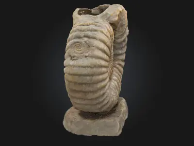 Ammonite Elegance  Timeless Beauty from the Depths of History 3D model