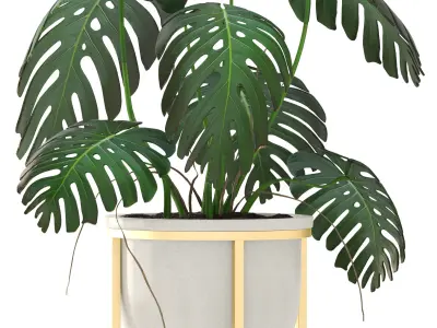 Monstera monster plant in gold stand 3D model