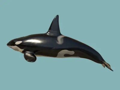 Killer whale Low-poly 3D model