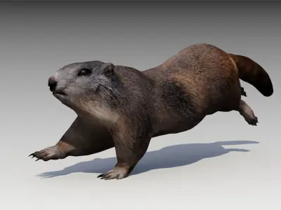 Marmot beaver Low-poly 3D model