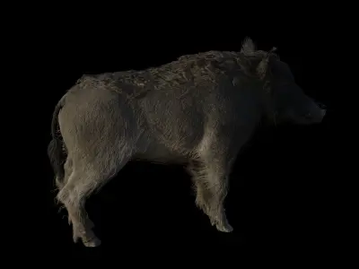 WILD BOAR RIGGED Low-poly 3D model