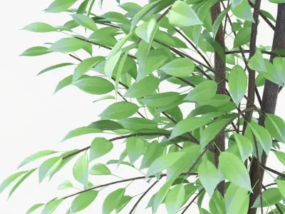 Decorative potted tree 02v2 3D model