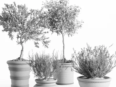Mediterranean Patio Plant Set 3D model