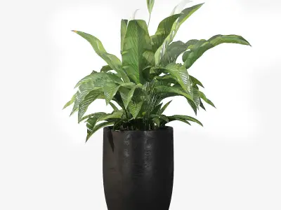 Peace Lily 03 3D model