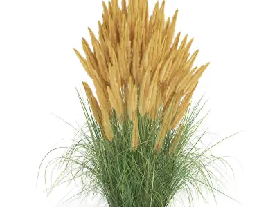Ornamental Grass 2 3D model