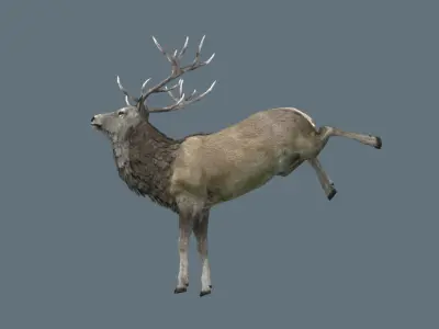 Deer Rig Low-poly 3D model