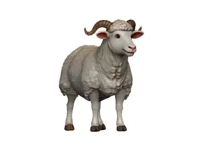 Sheep Low-poly 3D model 8