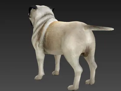 Sharpei pug Low-poly 3D model